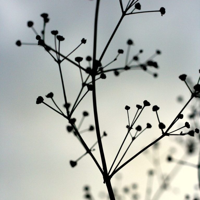 Blütendolden Ausschnitt aus einer Blüte, die sich aus vielen einzelnen Dolden zusammensetzt